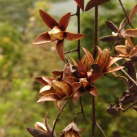 Toona sinensis (Juss.) M.Roem.